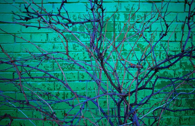 An intricate moss graffiti mural depicting intertwining branches and leaves on a brick wall in a city park, with subtle glow-in-the-dark elements highlighting its eco-conscious nature.